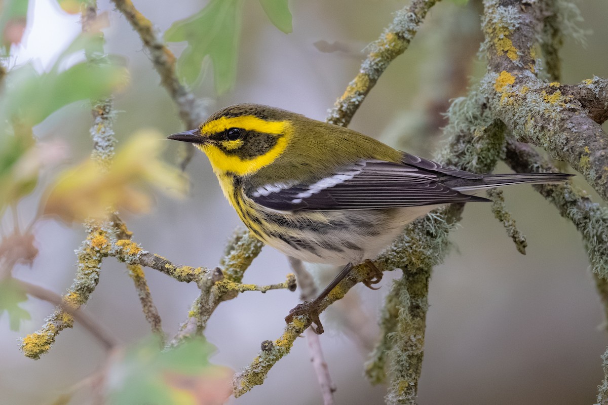 Townsend's Warbler - ML646279314