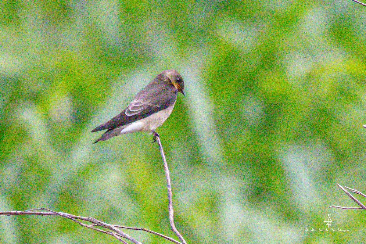 Southern Rough-winged Swallow - ML646279316