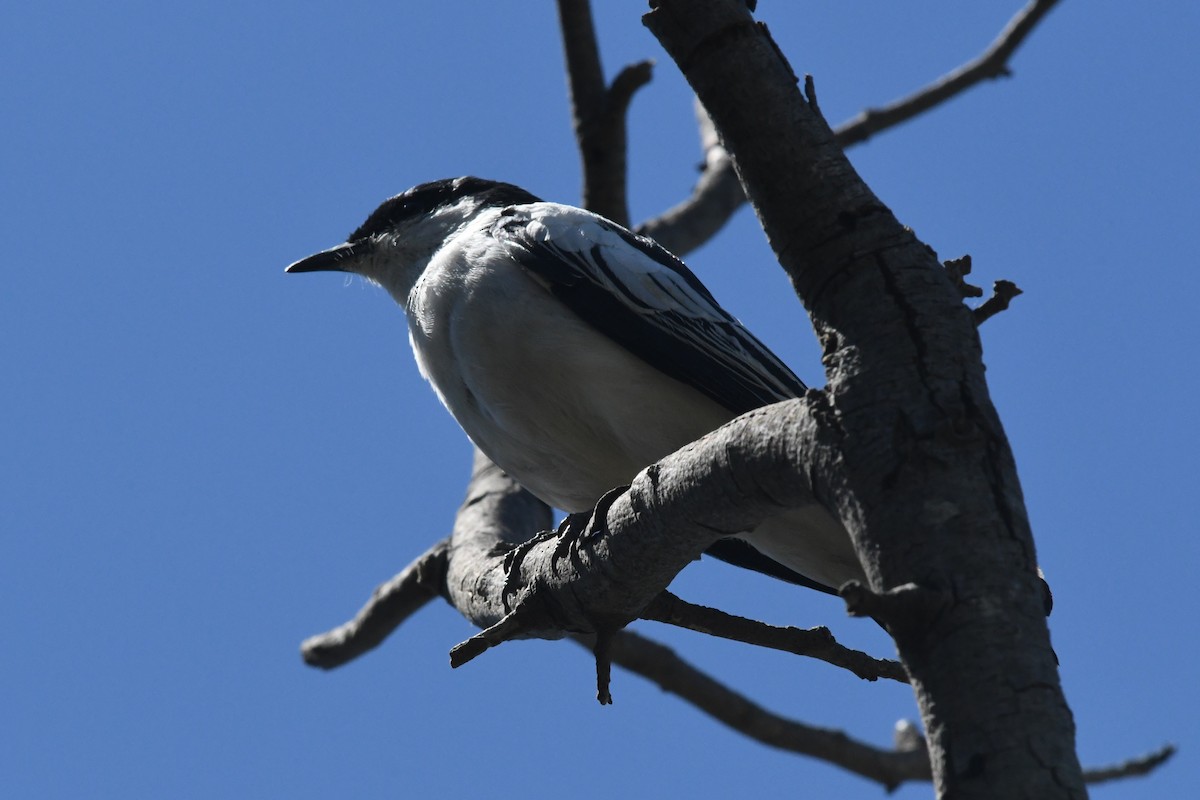 White-winged Triller - ML646279318