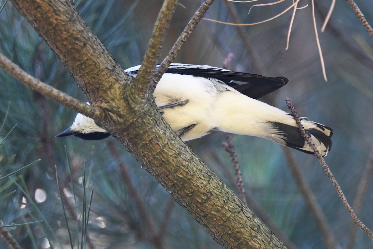 White-winged Triller - ML646279319