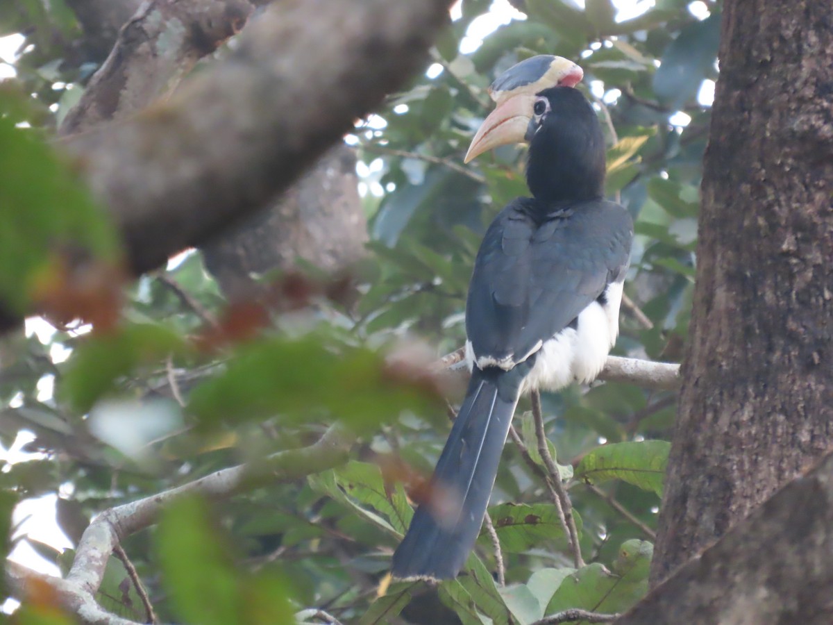 zoborožec malabarský - ML646279320