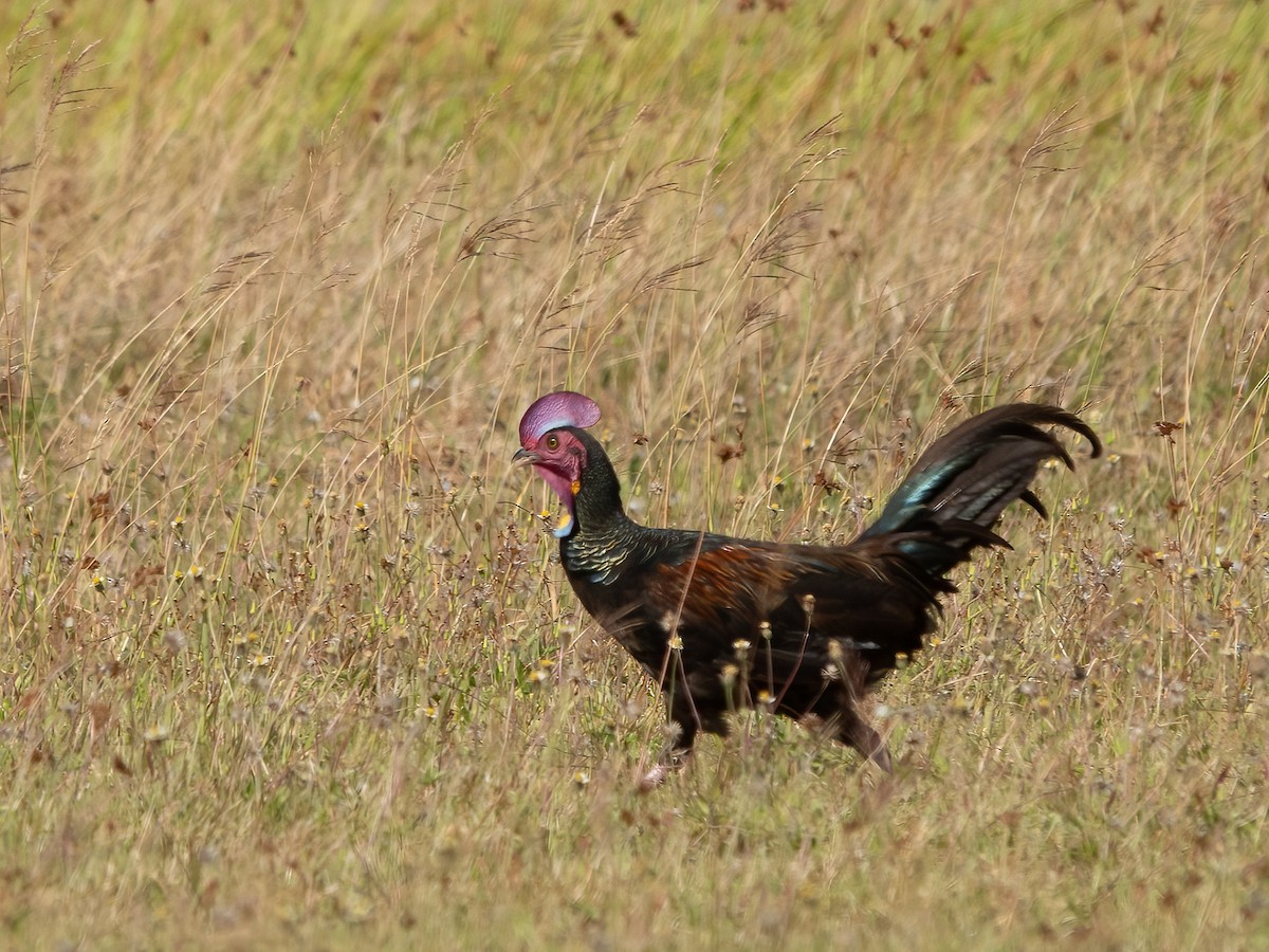 Green Junglefowl - ML646279321