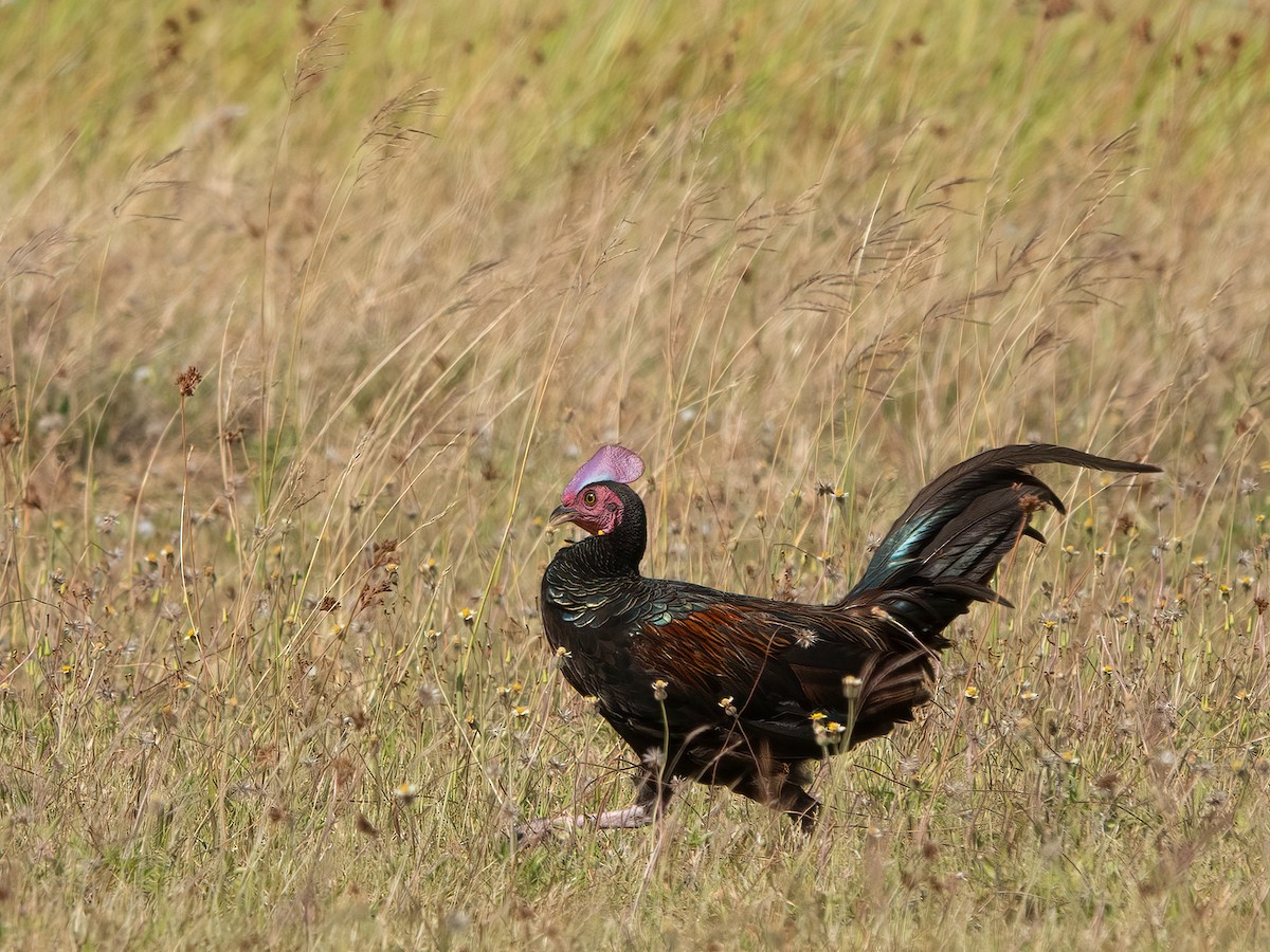Green Junglefowl - ML646279322