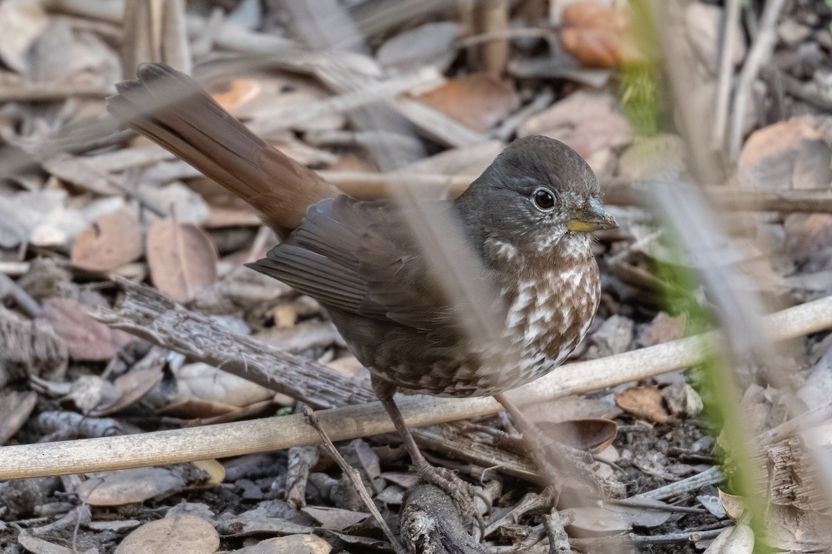 Fox Sparrow - ML646279324
