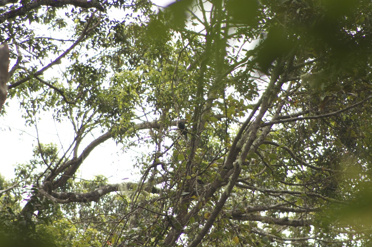 Sumatran Cochoa - ML646279325