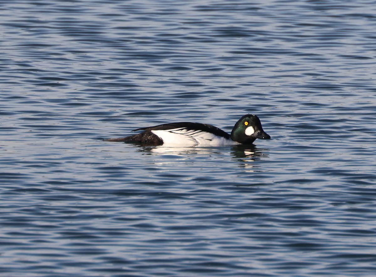 Common Goldeneye - ML646279329