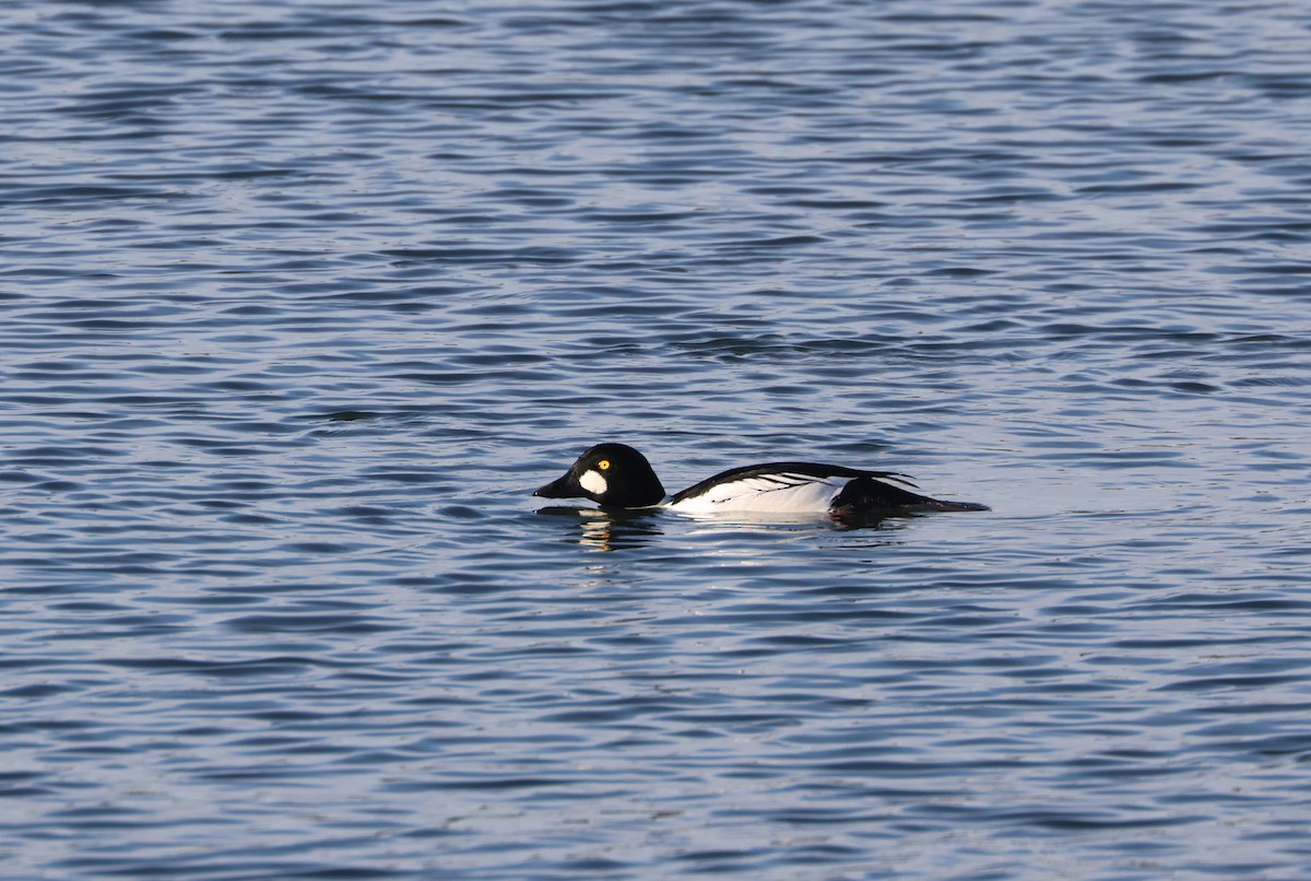 Common Goldeneye - ML646279330