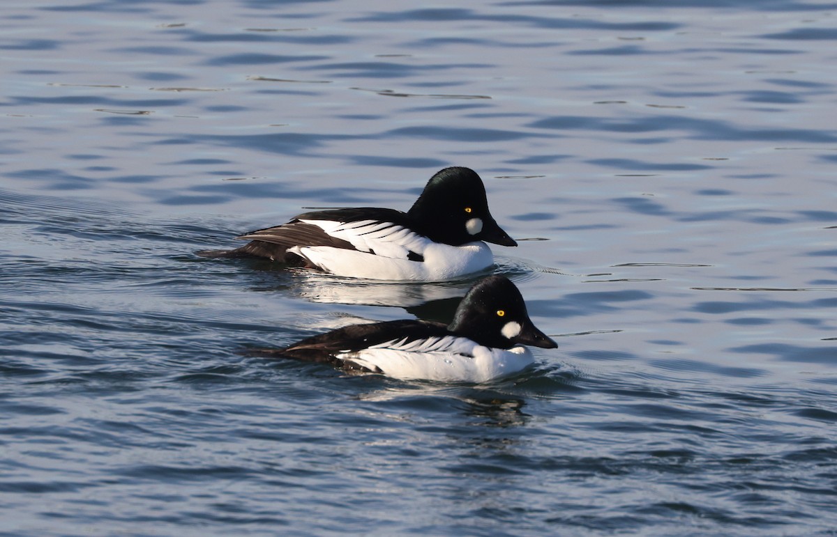 Common Goldeneye - ML646279331