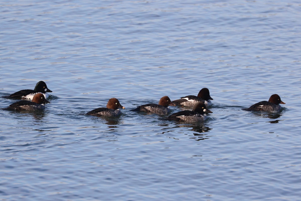 Common Goldeneye - ML646279332
