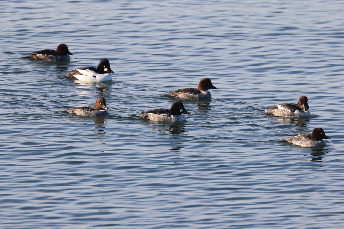 Common Goldeneye - ML646279333