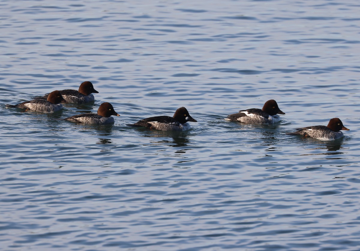 Common Goldeneye - ML646279334