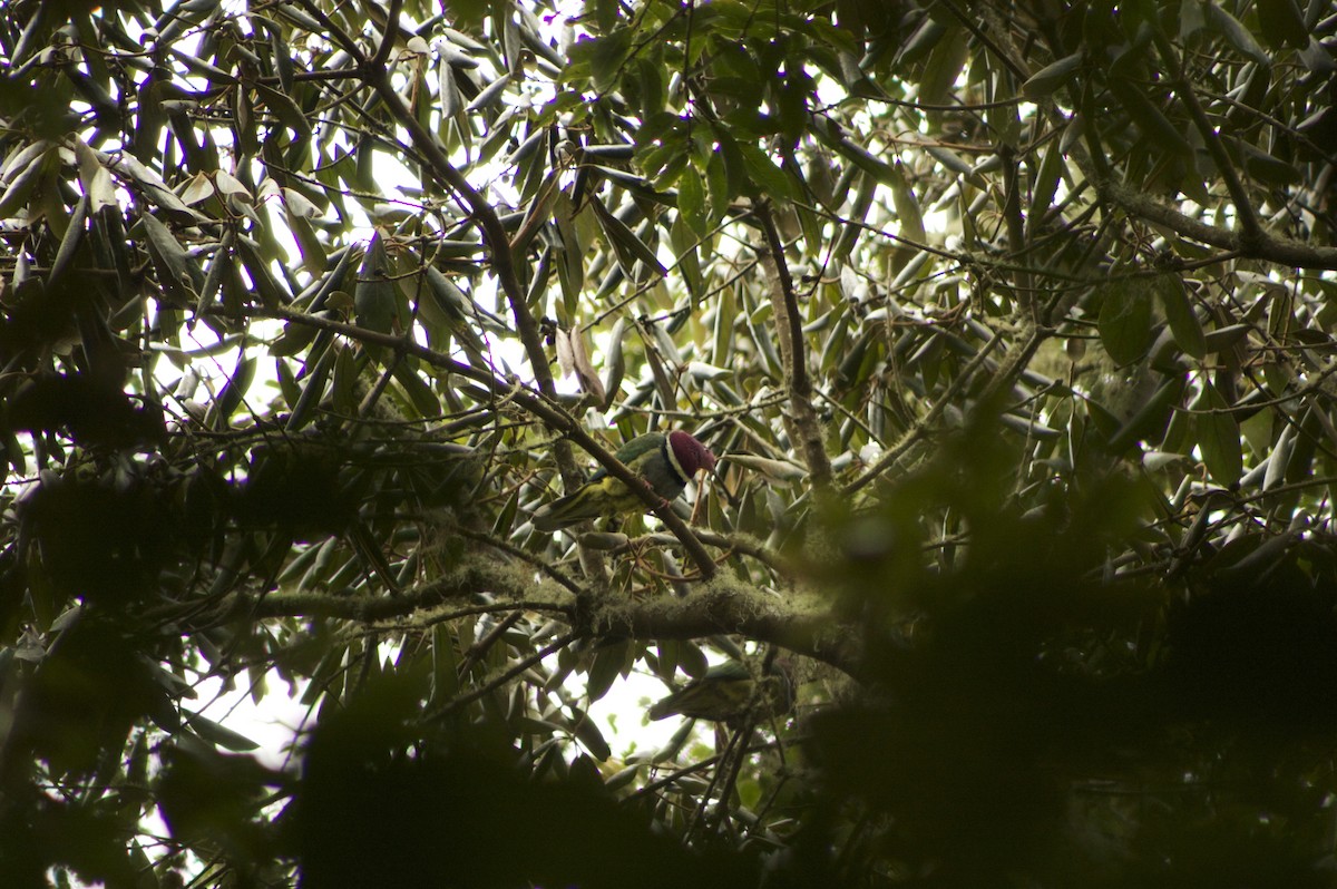 Pink-headed Fruit-Dove - ML646279335