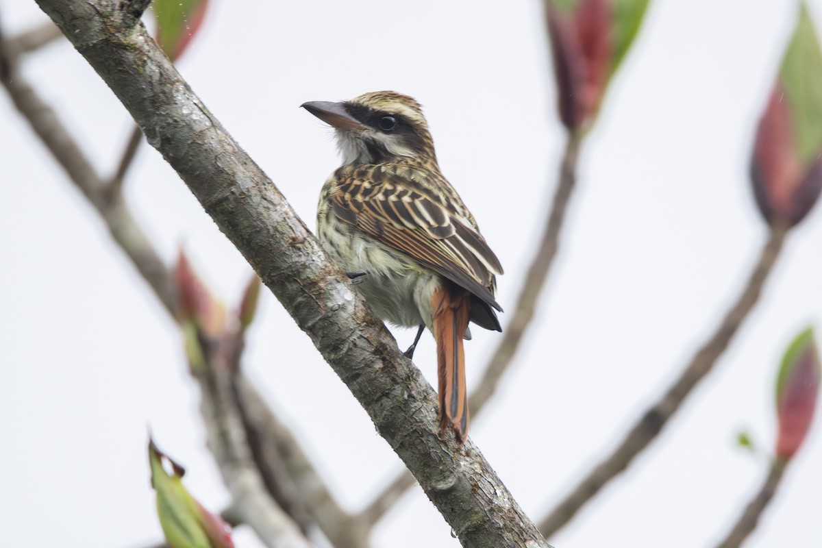 Streaked Flycatcher - ML646279336