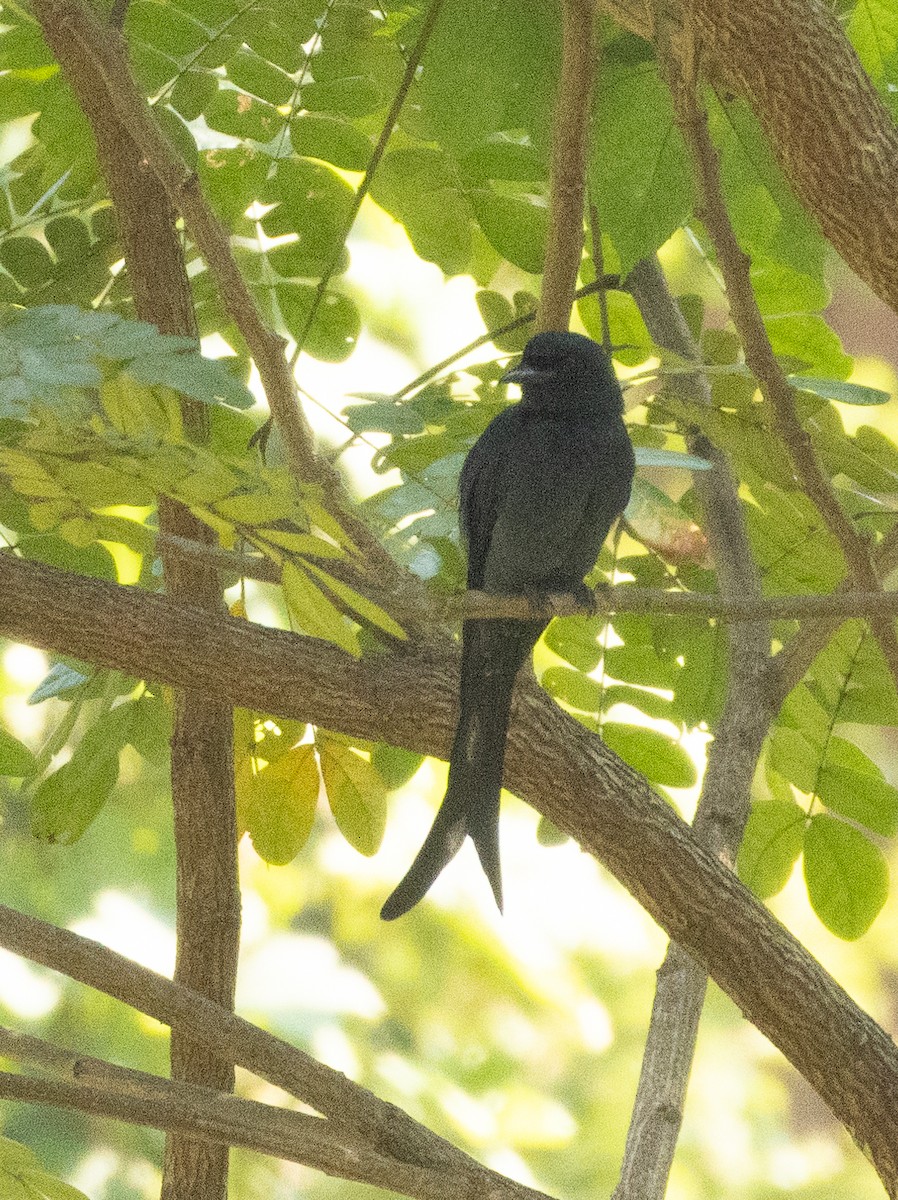 Black Drongo - ML646279337