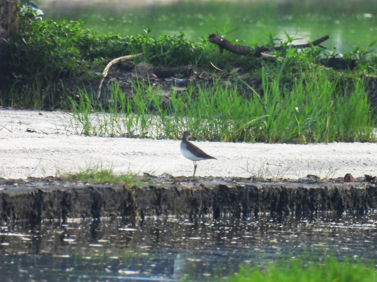 Wood Sandpiper - ML646279338