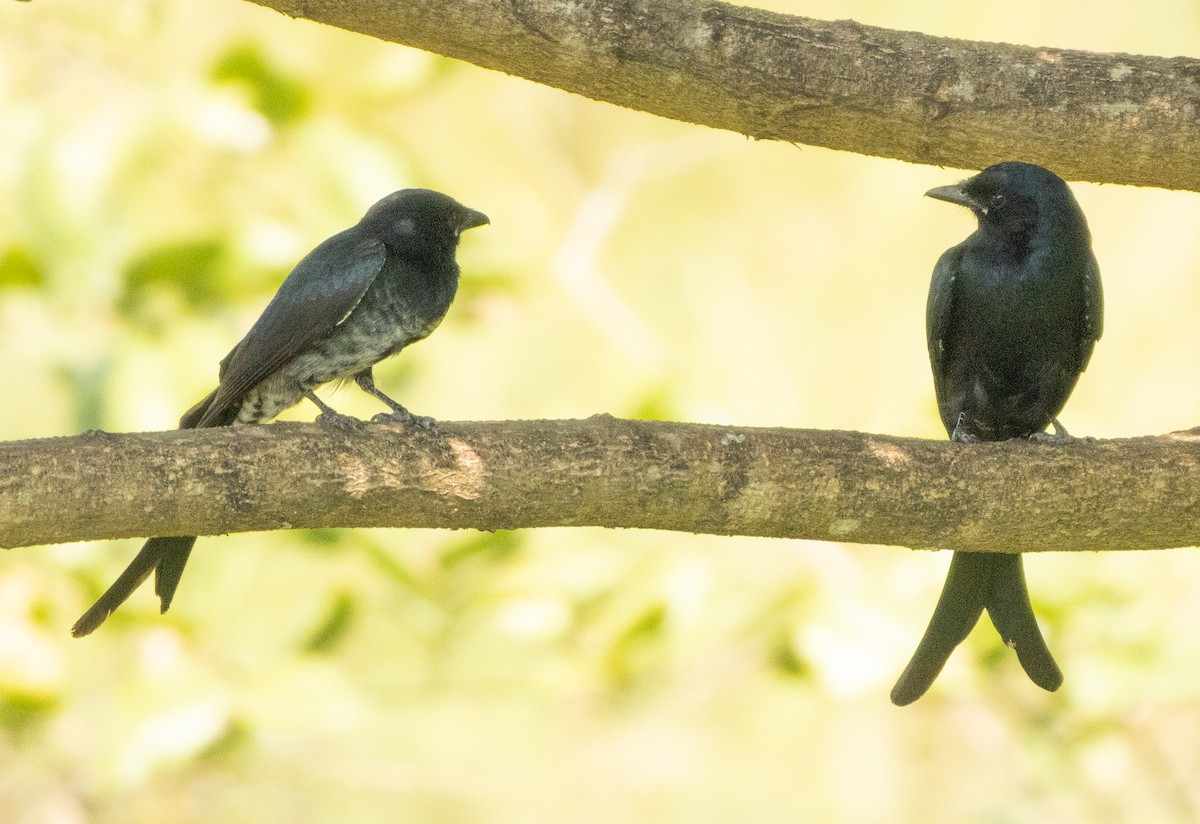 Black Drongo - ML646279339