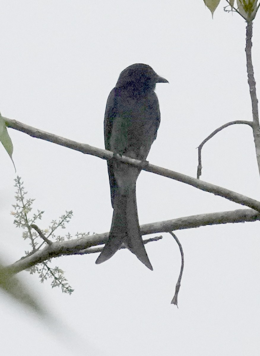 White-bellied Drongo - ML646279340