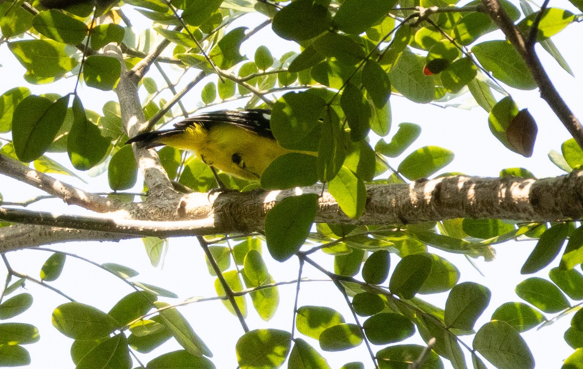 Common Iora - ML646279341