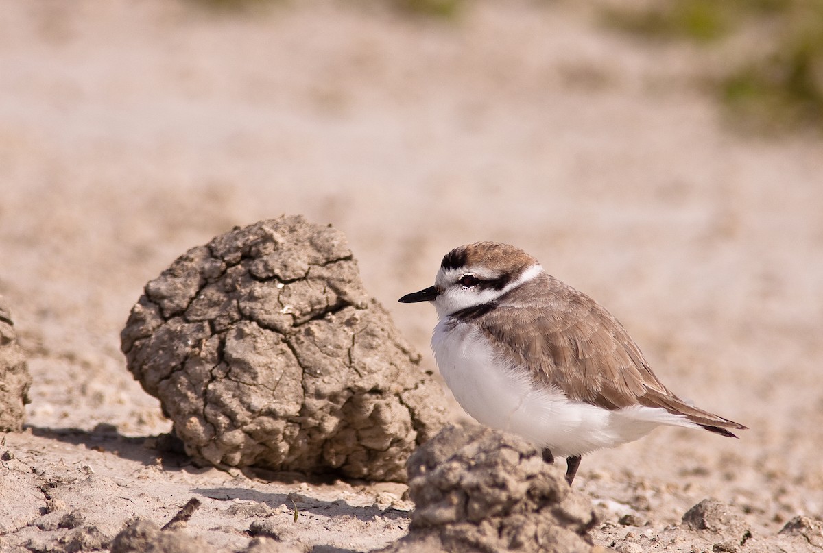 Snowy Plover - ML646279342
