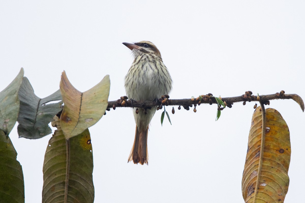 Streaked Flycatcher - ML646279343