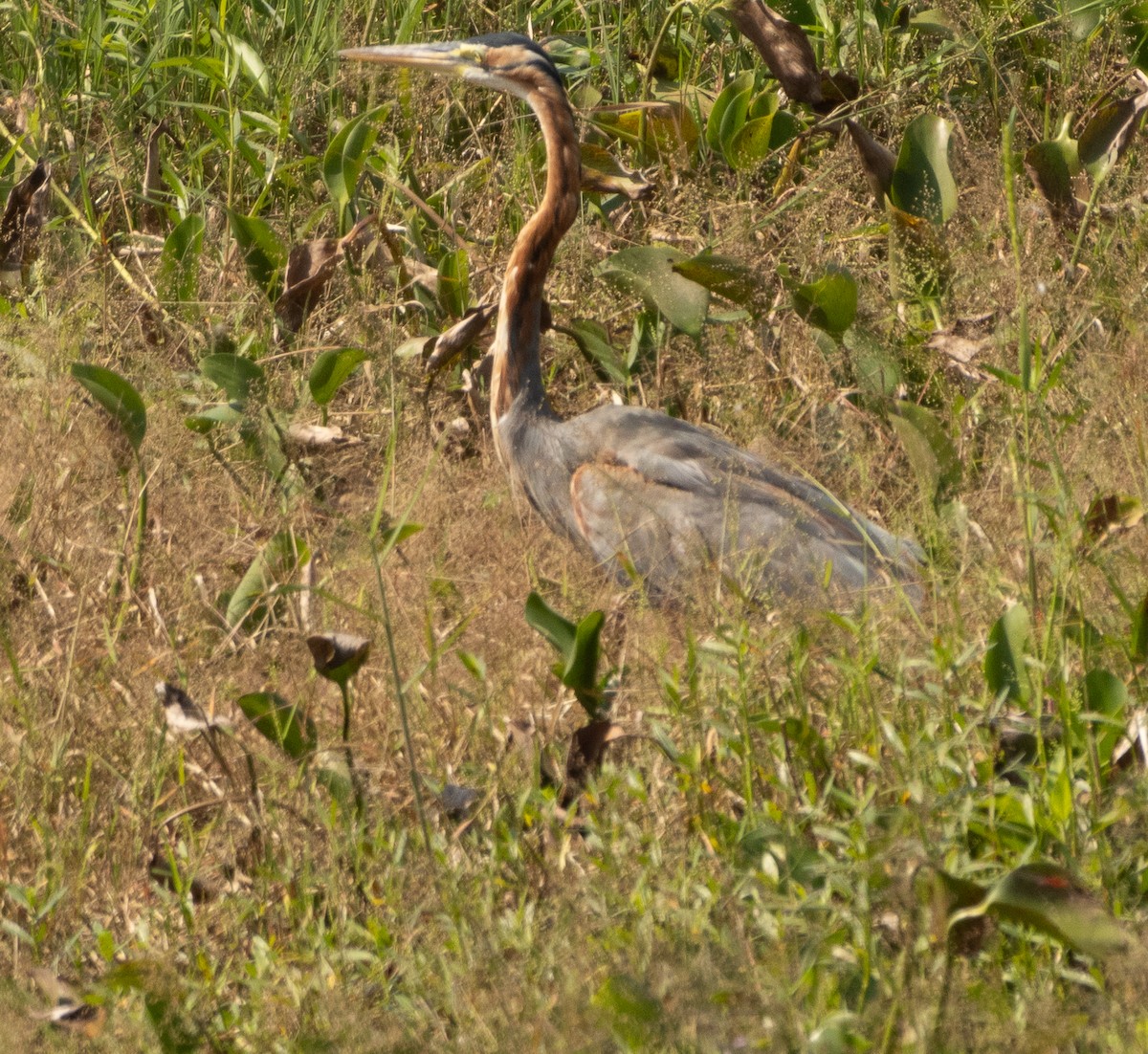 Purple Heron - ML646279344