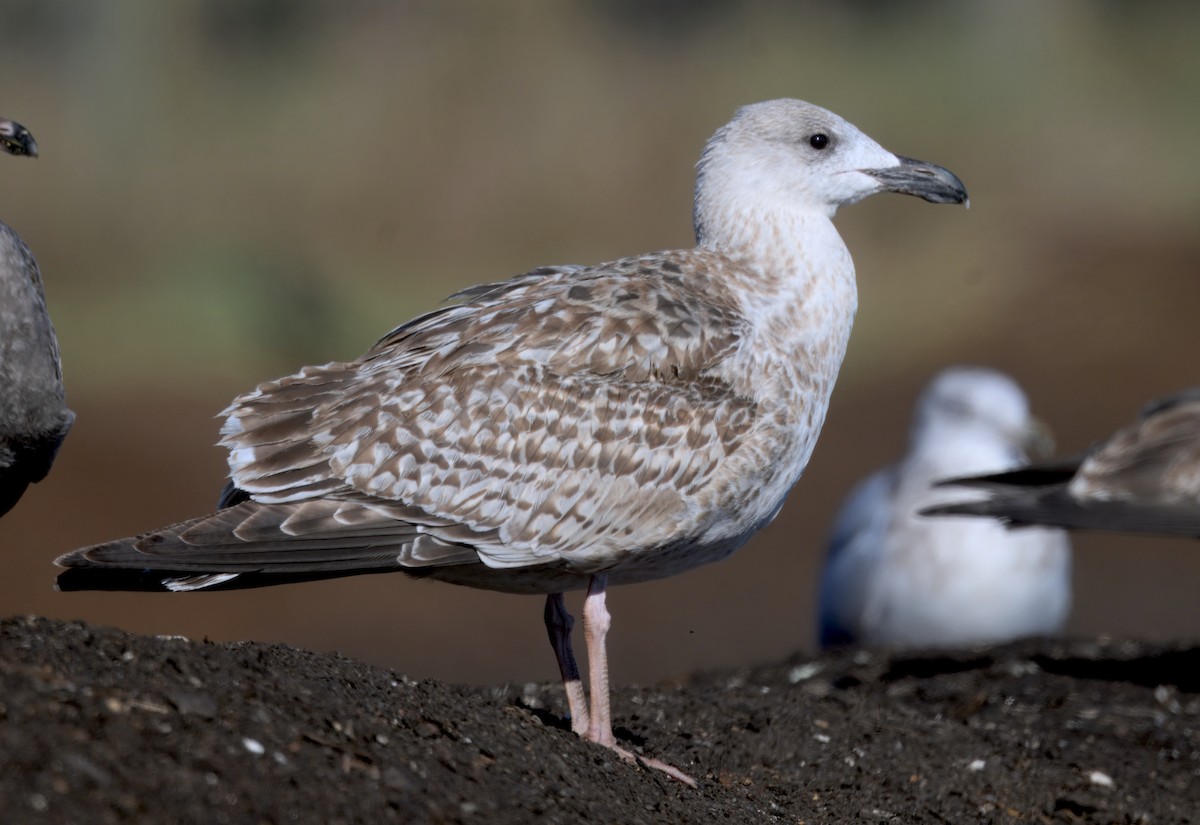 Great Black-backed Gull - ML646279345