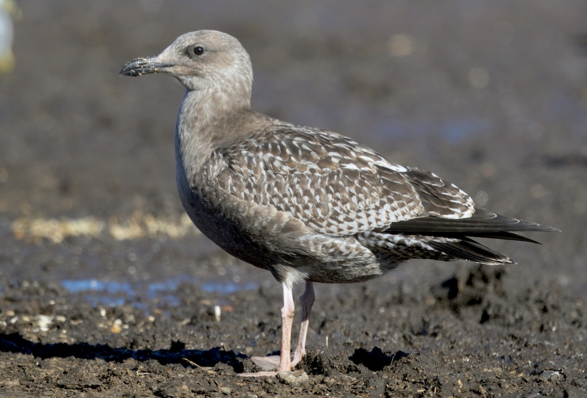 American Herring Gull - ML646279346