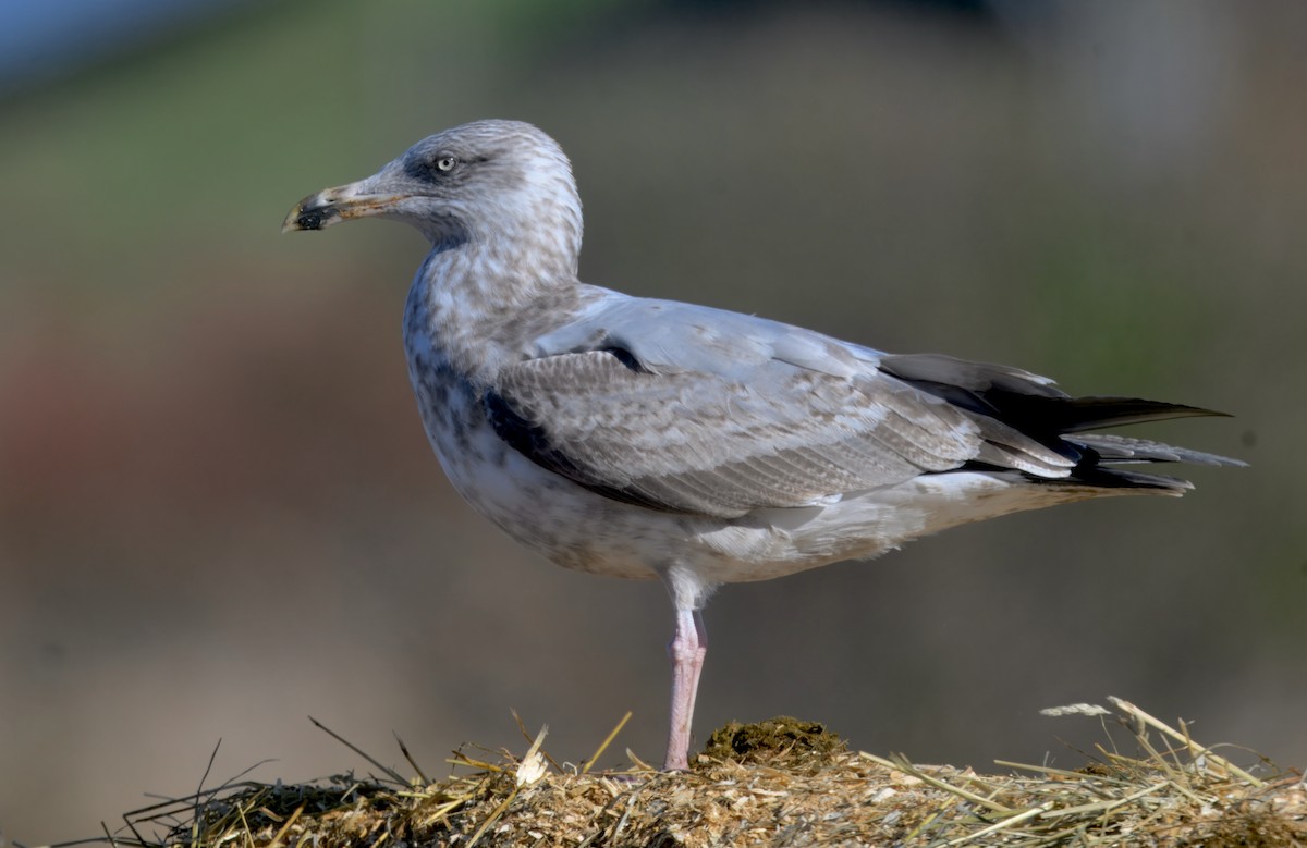 American Herring Gull - ML646279347