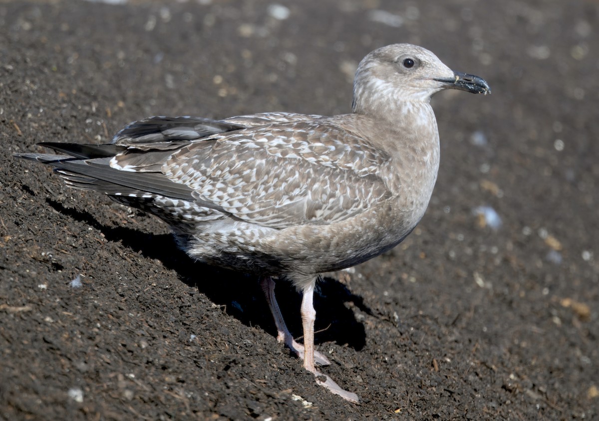 American Herring Gull - ML646279348