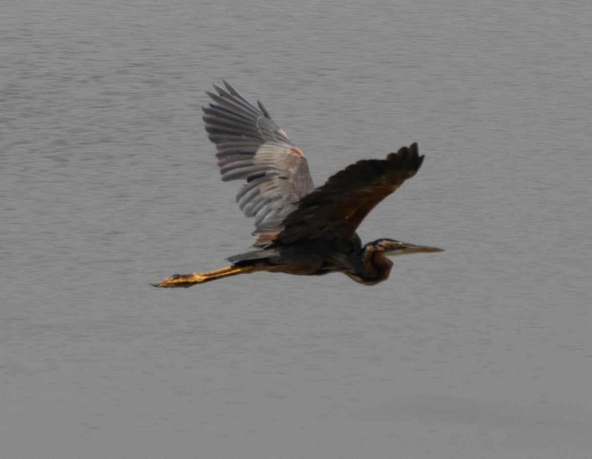 Purple Heron - ML646279349