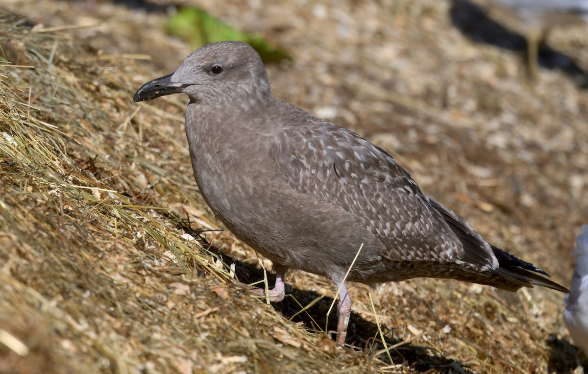 American Herring Gull - ML646279350