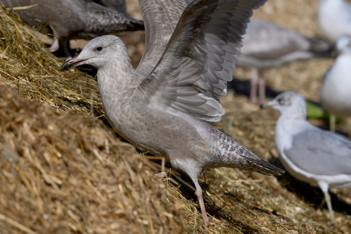 American Herring Gull - ML646279352