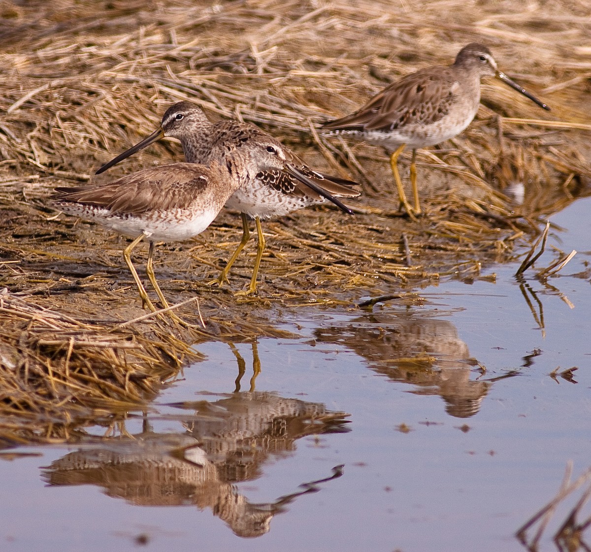Long-billed Dowitcher - ML646279354