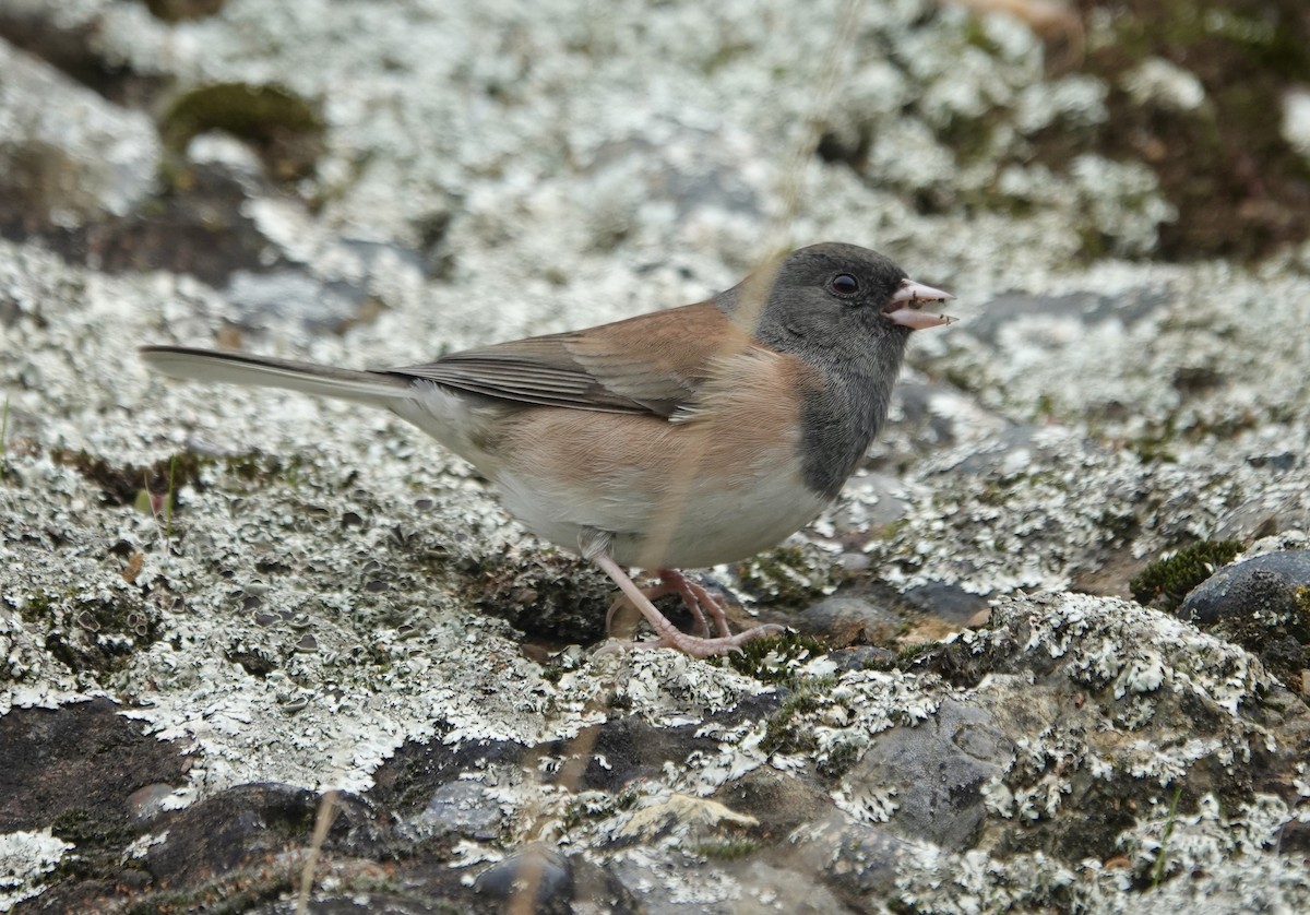 Dark-eyed Junco - ML646279356