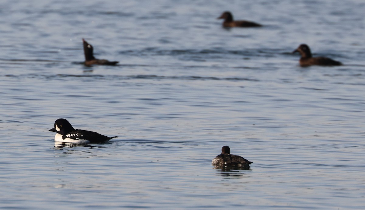 Barrow's Goldeneye - ML646279358