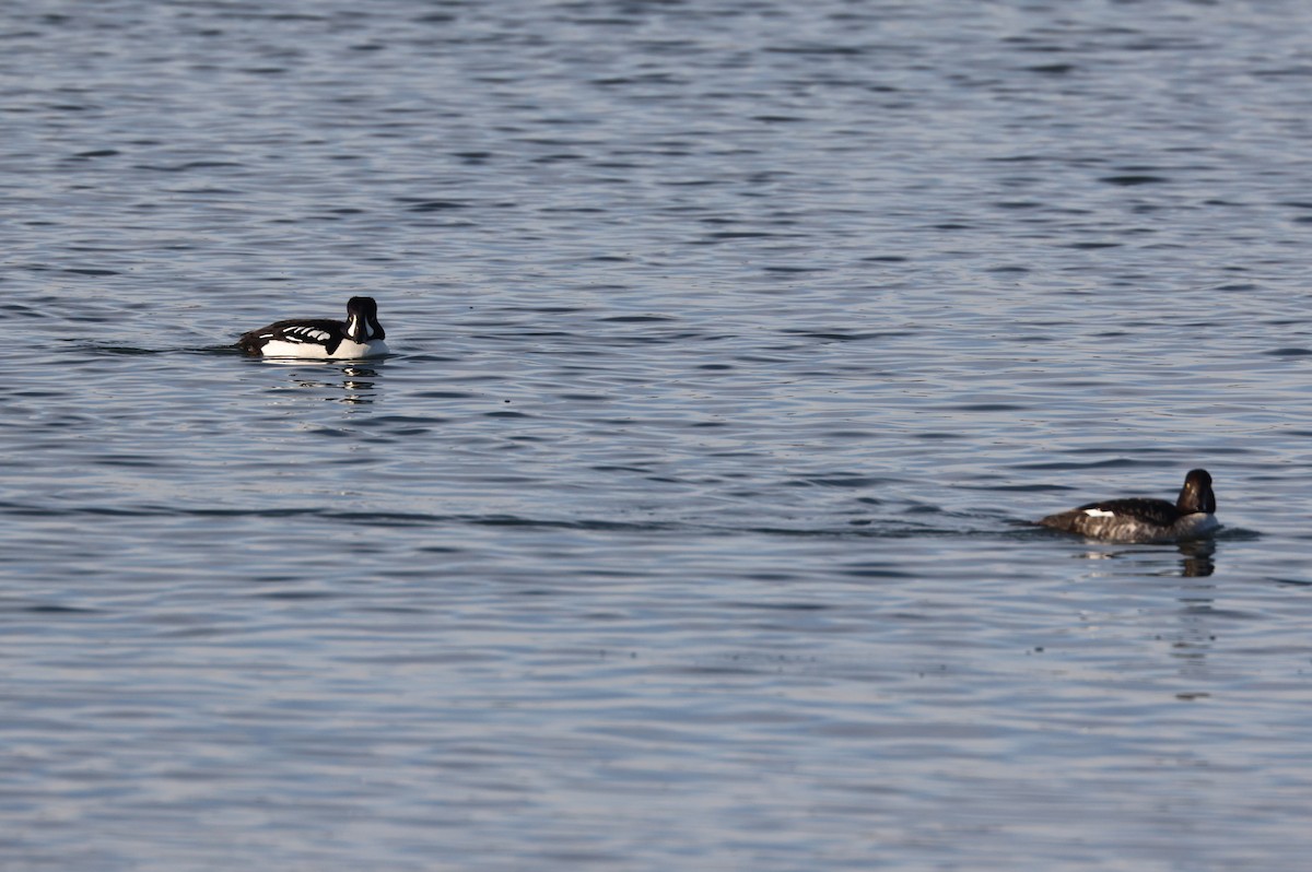 Barrow's Goldeneye - ML646279359