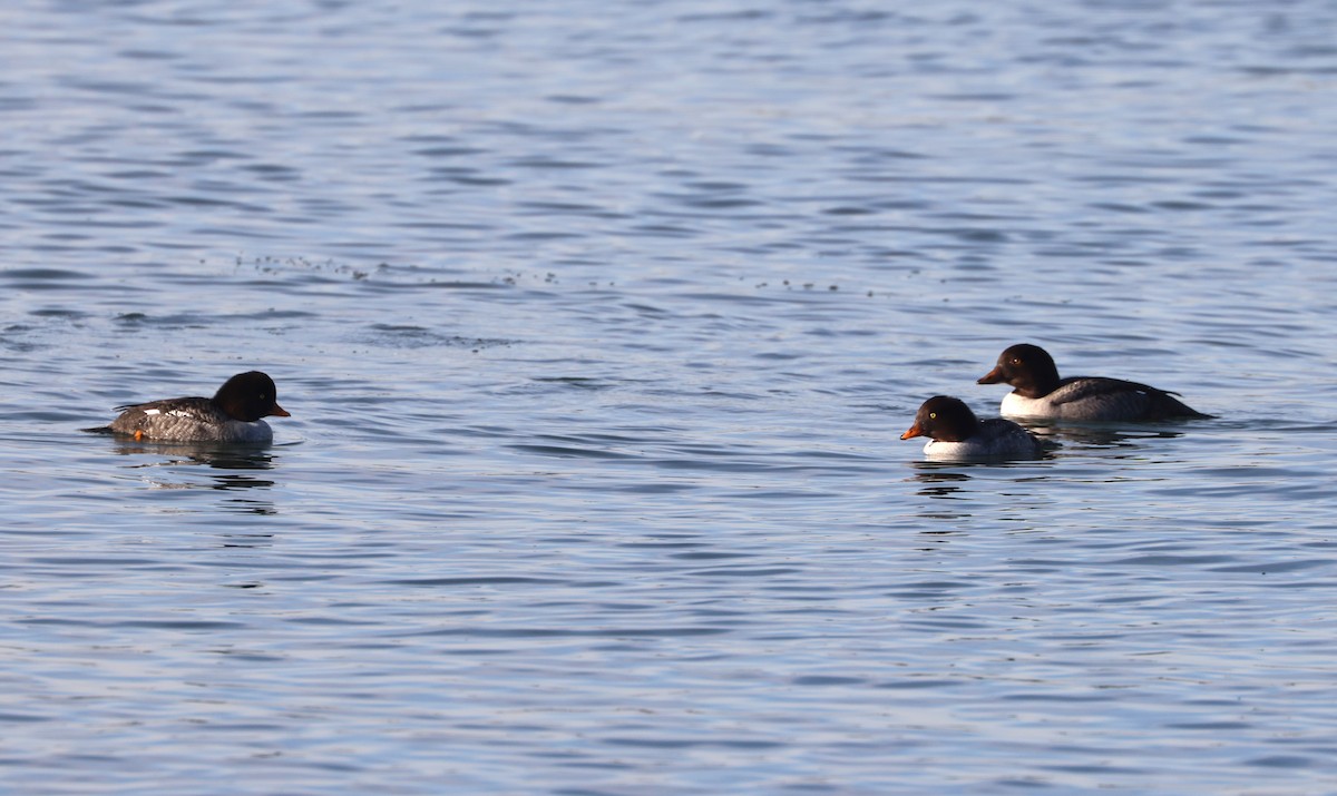 Barrow's Goldeneye - ML646279360