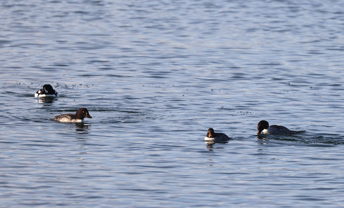 Barrow's Goldeneye - ML646279361
