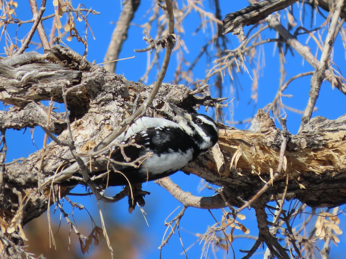 Дятел волохатий - ML646279363