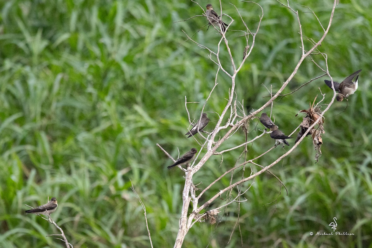 Southern Rough-winged Swallow - ML646279364