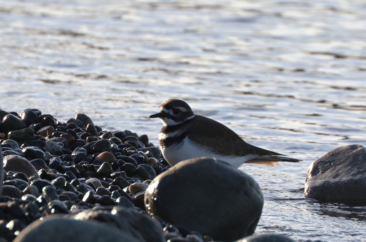 Killdeer - ML646279365