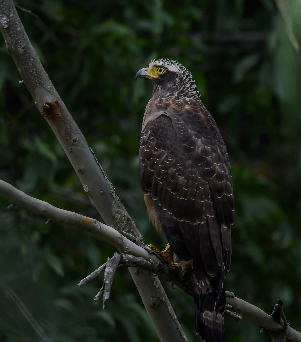 Хохлатый змееяд - ML646279367