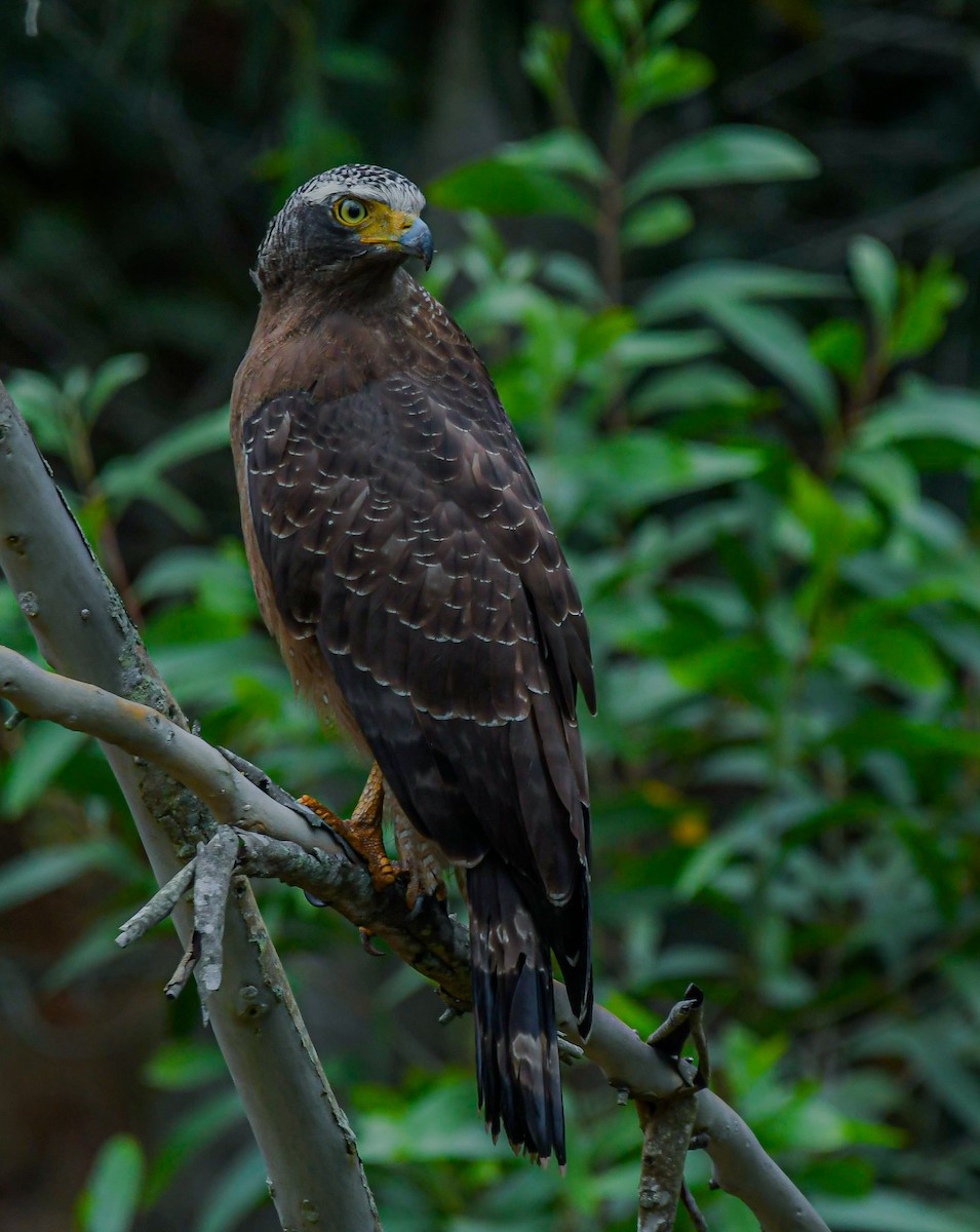 Хохлатый змееяд - ML646279368