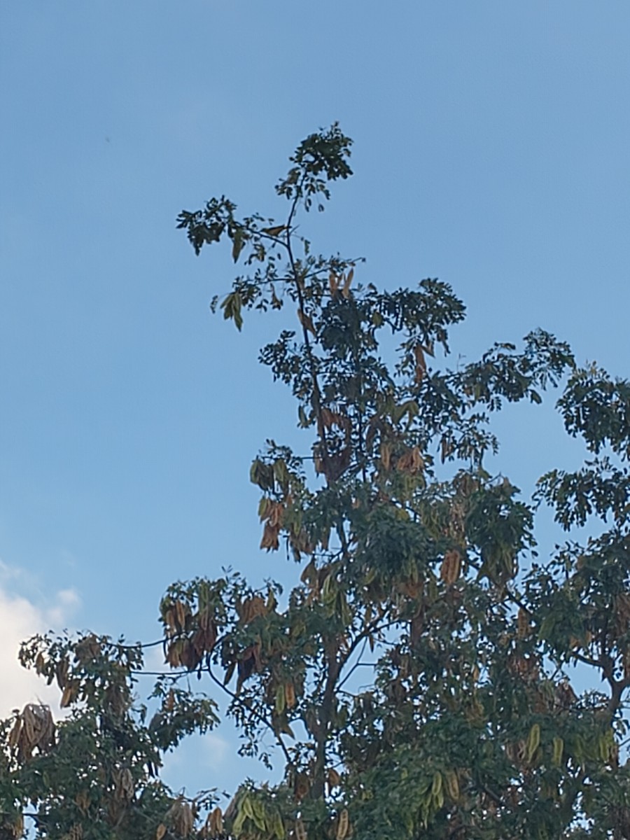 Indian Golden Oriole - ML646279369