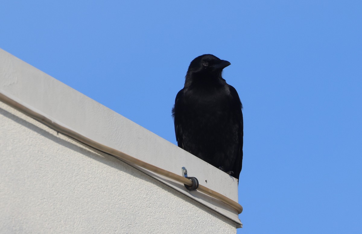 American Crow - ML646279373