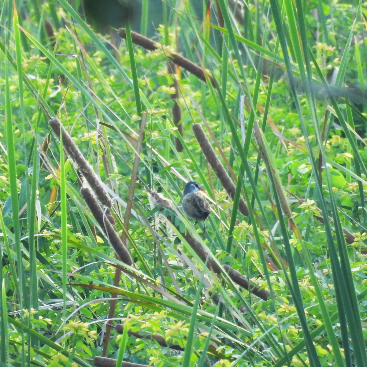 Polluela Cejiblanca - ML646279374
