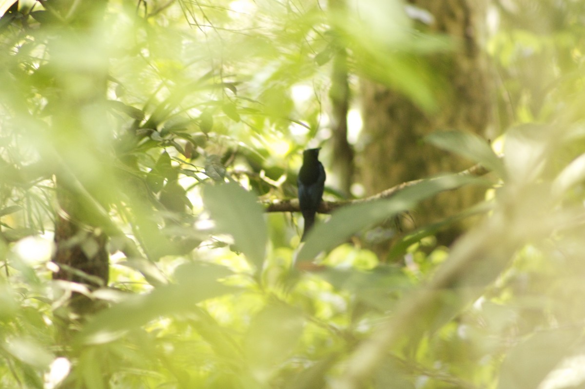 Sumatran Cochoa - ML646279375