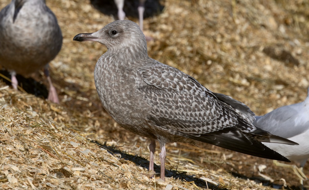 American Herring Gull - ML646279378