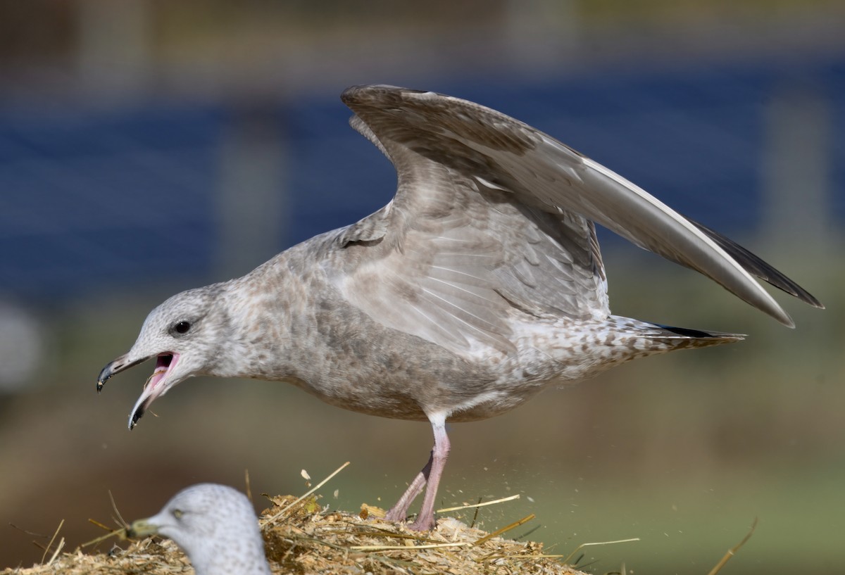 American Herring Gull - ML646279379