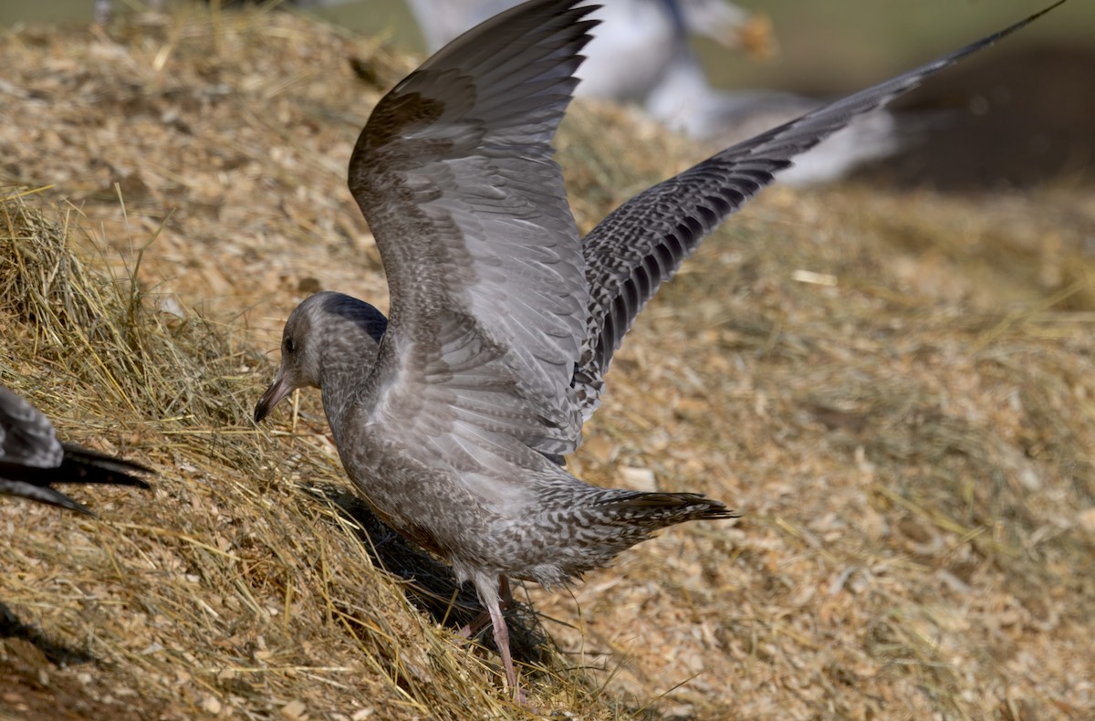 American Herring Gull - ML646279380